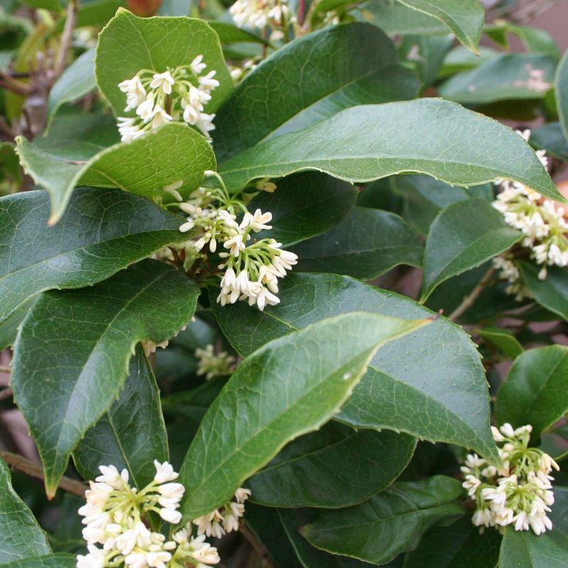 This Evergreen Can Eventually Reach Small-Tree Size