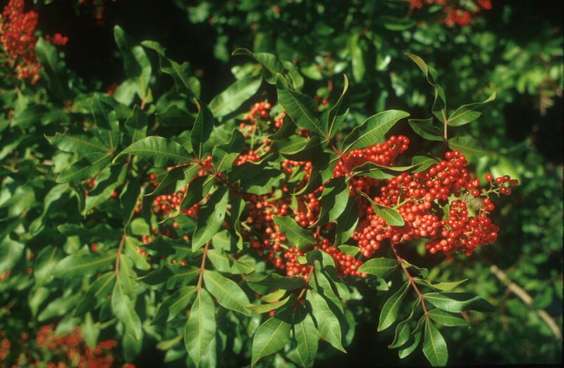 This “Florida Holly” Is Not A True Holly