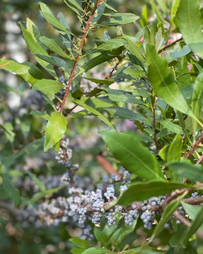 This Native Evergreen Makes A Better Landscape Choice This Native Evergreen Makes A Better Landscape Choice