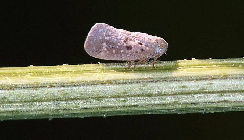 This Native Sap Feeder Visits A Wide Range Of Shrubs