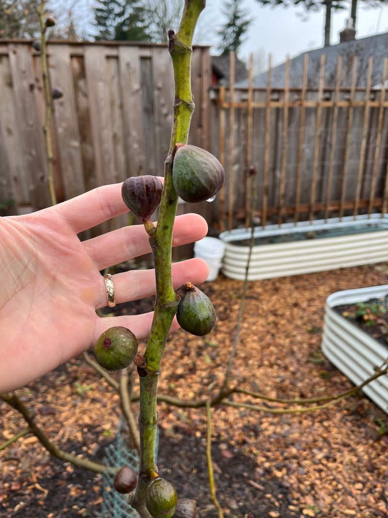 This Step Protects Next Year's Buds