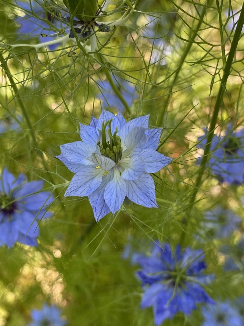 This Unusual Flower Can Start From Seed In Fall This Unusual Flower Can Start From Seed In Fall