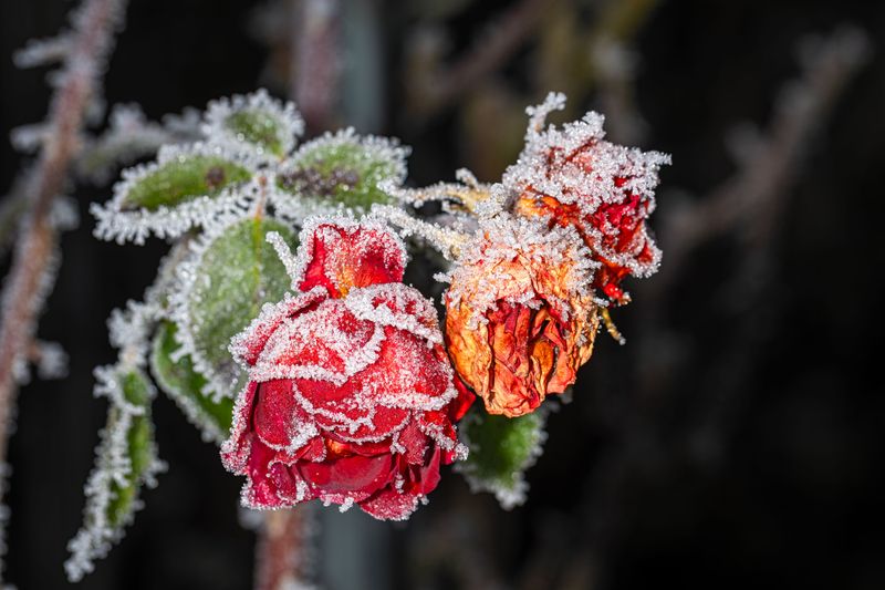 This Weekend’s Cold Will Likely End The Show This Weekend’s Cold Will Likely End The Show