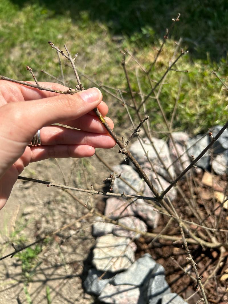 This Year’s Drought Made Plants Pause Early