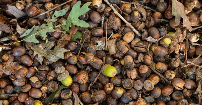 This Year’s Oak Crop Is Strong Across Virginia This Year’s Oak Crop Is Strong Across Virginia