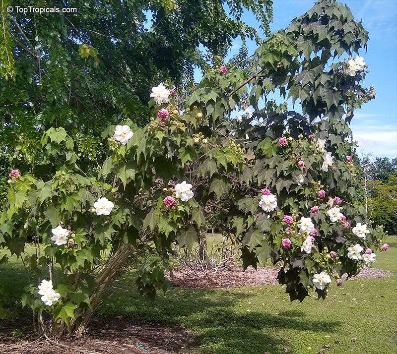 This is a substantial shrub, not a compact accent This is a substantial shrub, not a compact accent