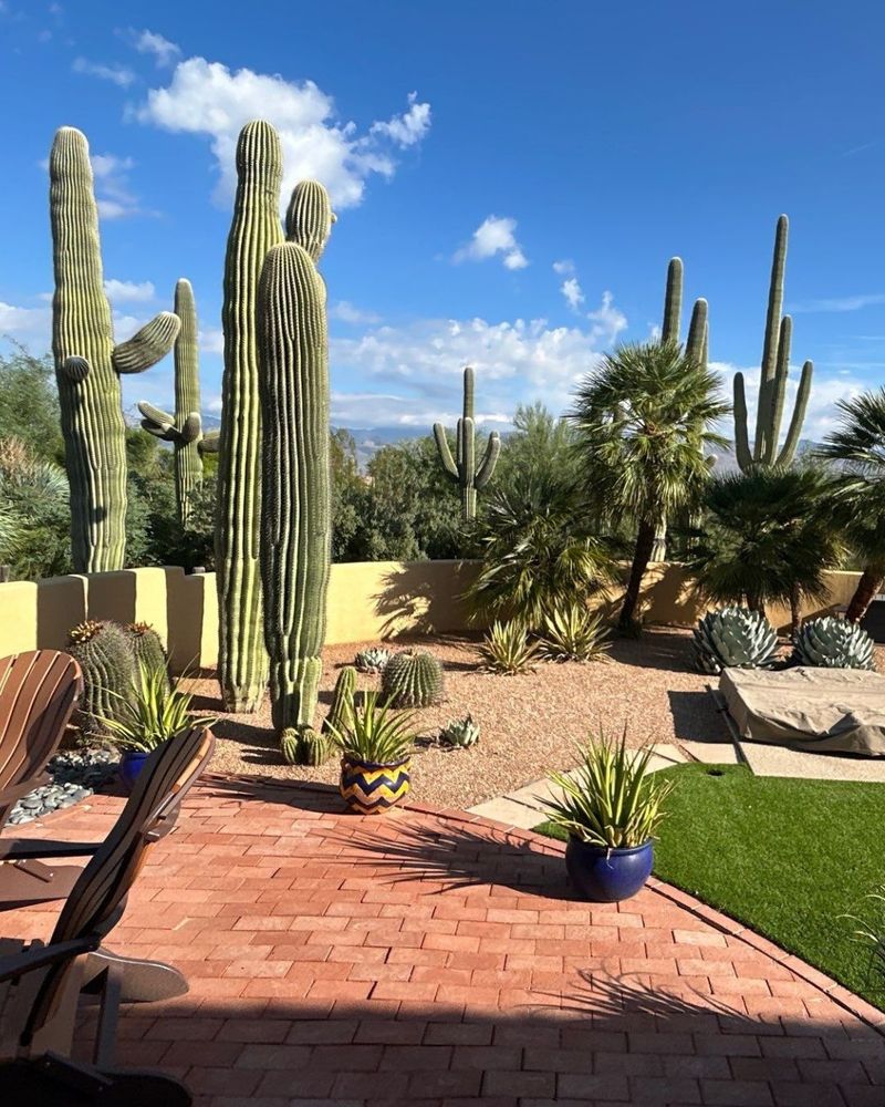 This is not a default cactus for a Phoenix or Tucson yard