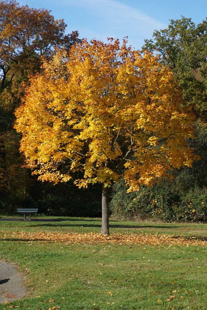 Thornless Honeylocust Keeps Your Lawn Happy