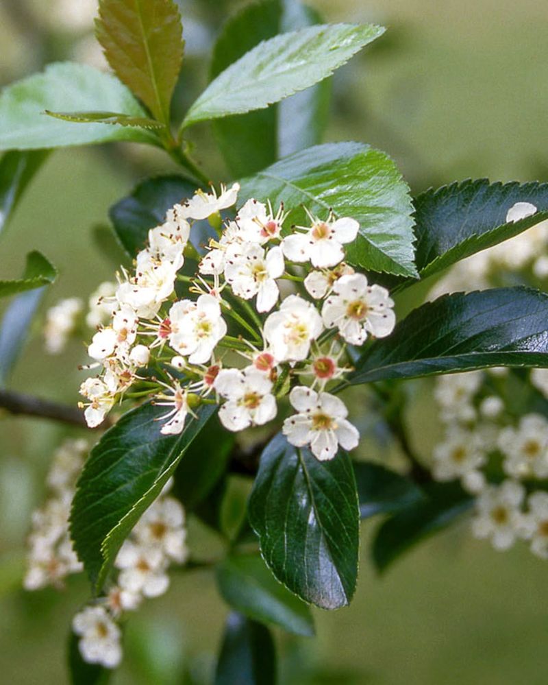 Thornless Varieties Lose The Nesting Advantage