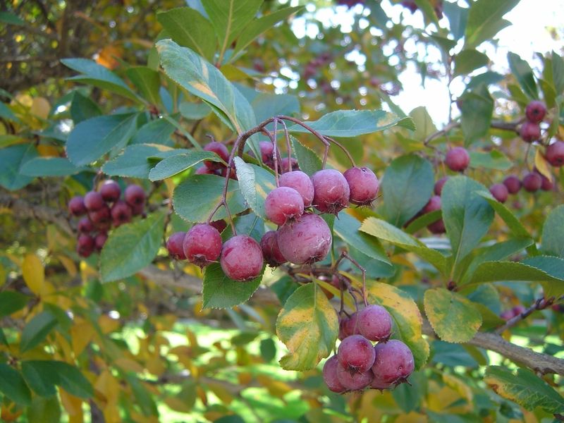 Thorns Help Protect Nests From Predators