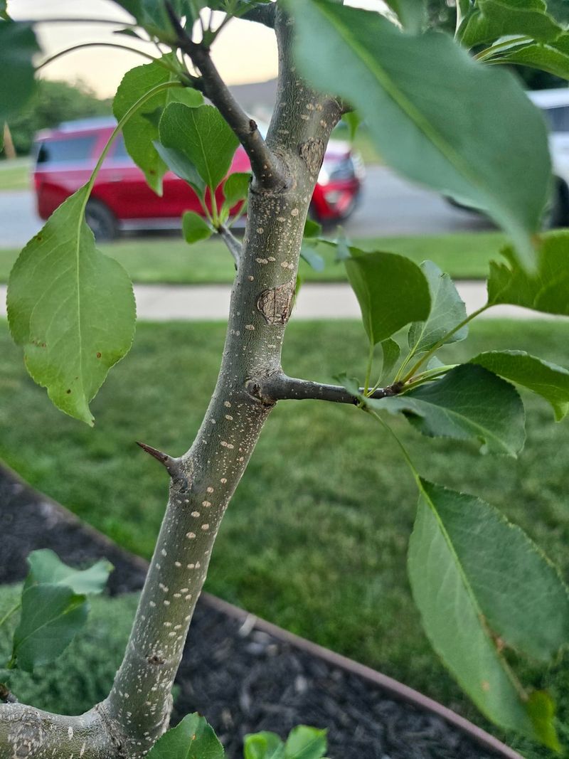 Thorny Wild Pear Thickets Are Tough On Fields And Boots