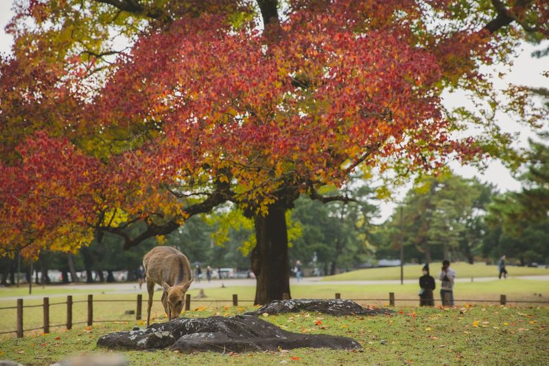 Those Big-Eared Visitors Are Following An Ancient Fall Calendar