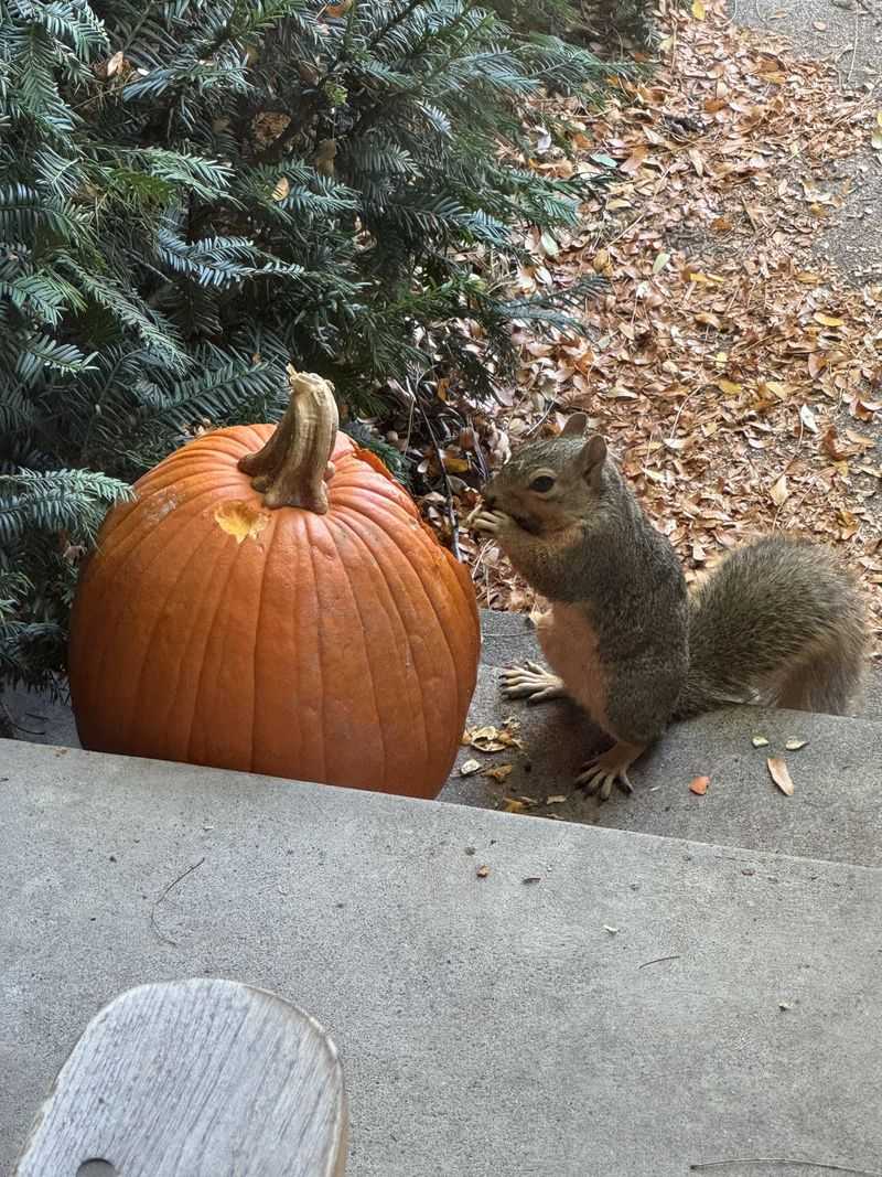 Those Bite Marks Are Usually About Food Rather Than Mischief