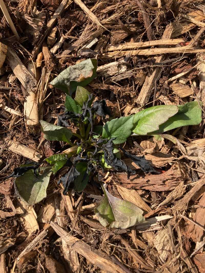 Those Black Dahlia Leaves Are Sending You A Message Those Black Dahlia Leaves Are Sending You A Message
