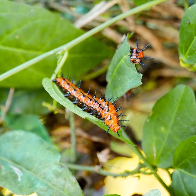 Those Black Spines Look Fierce But Generally Don't Sting