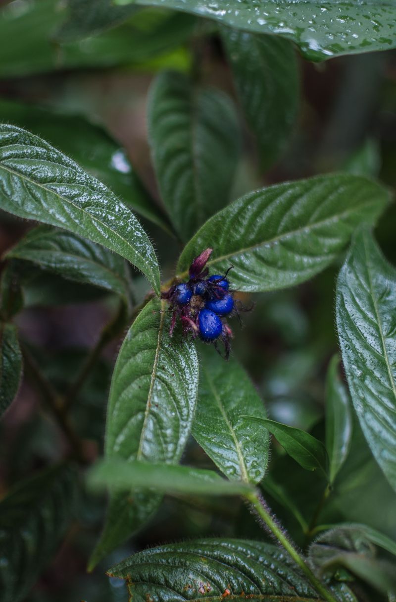 Those Blue Clusters Have a Southern Secret Behind Them