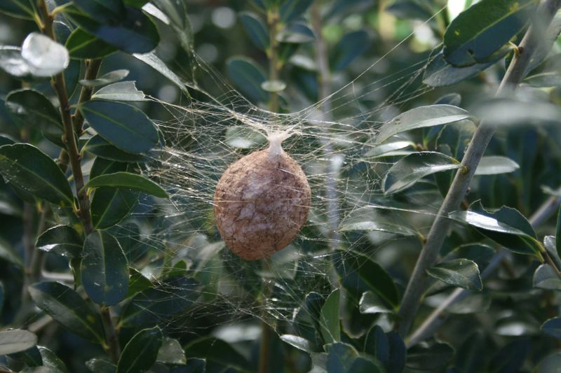 Those Brown Paper Sacks Hold Next Spring's Brood Those Brown Paper Sacks Hold Next Spring's Brood