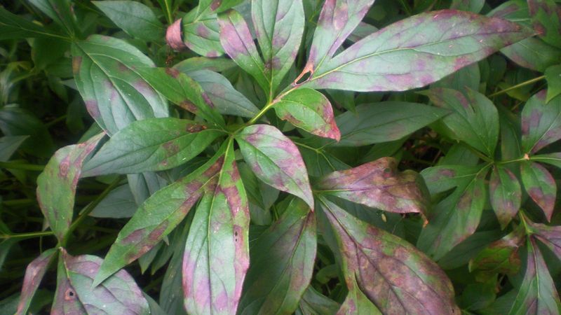 Those Brown Spotted Leaves Carry Next Year's Trouble Those Brown Spotted Leaves Carry Next Year's Trouble