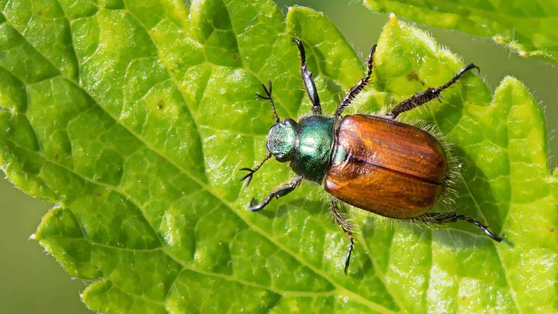 Those Bugs Buzzing Around the Bulb Are a Free Buffet