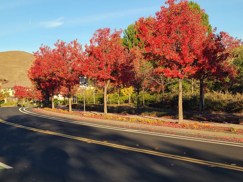 Those Burgundy Roadside Trees Are Telling A Bigger Story