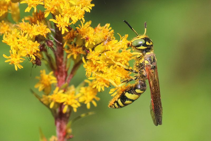 Those Busy Wasps Are Too Focused On Feeding To Bother You Those Busy Wasps Are Too Focused On Feeding To Bother You