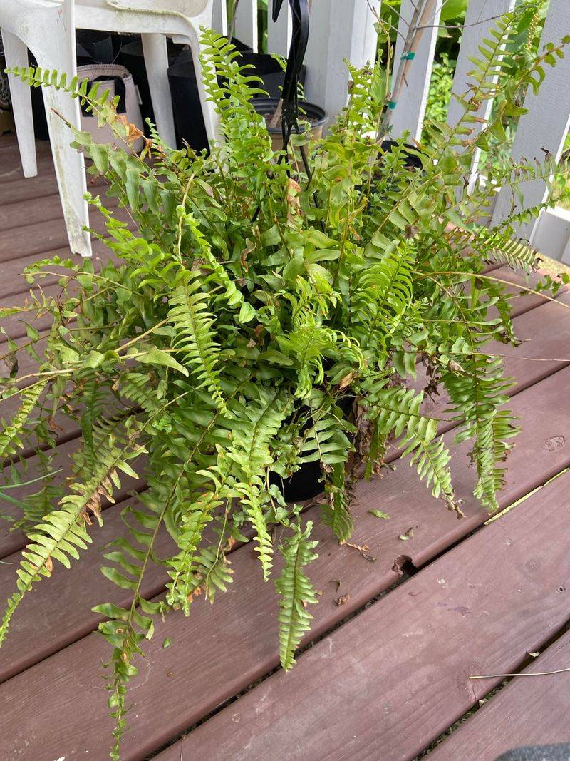 Those Chilly Nights Can Be Trouble For Porch Ferns Those Chilly Nights Can Be Trouble For Porch Ferns