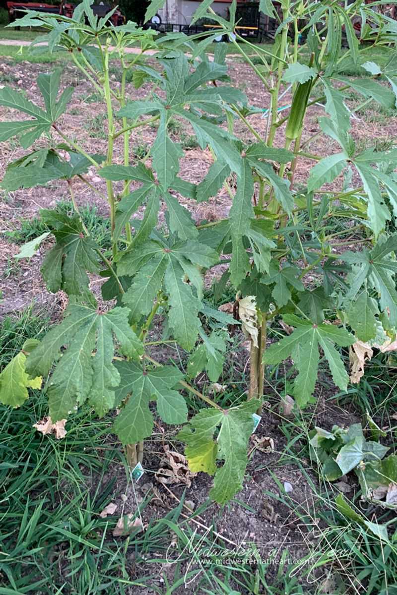 Those Chilly Okra Leaves Are Sending You A Signal