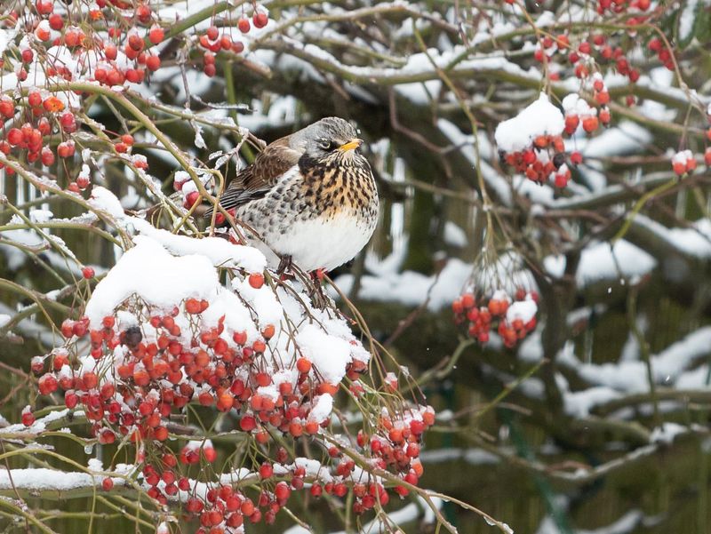 Those Colorful Hips Can Feed Birds Into The Cold Months Those Colorful Hips Can Feed Birds Into The Cold Months