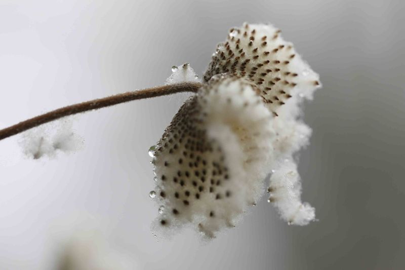 Those Cottony Anemone Seed Heads Are Worth a Second Look