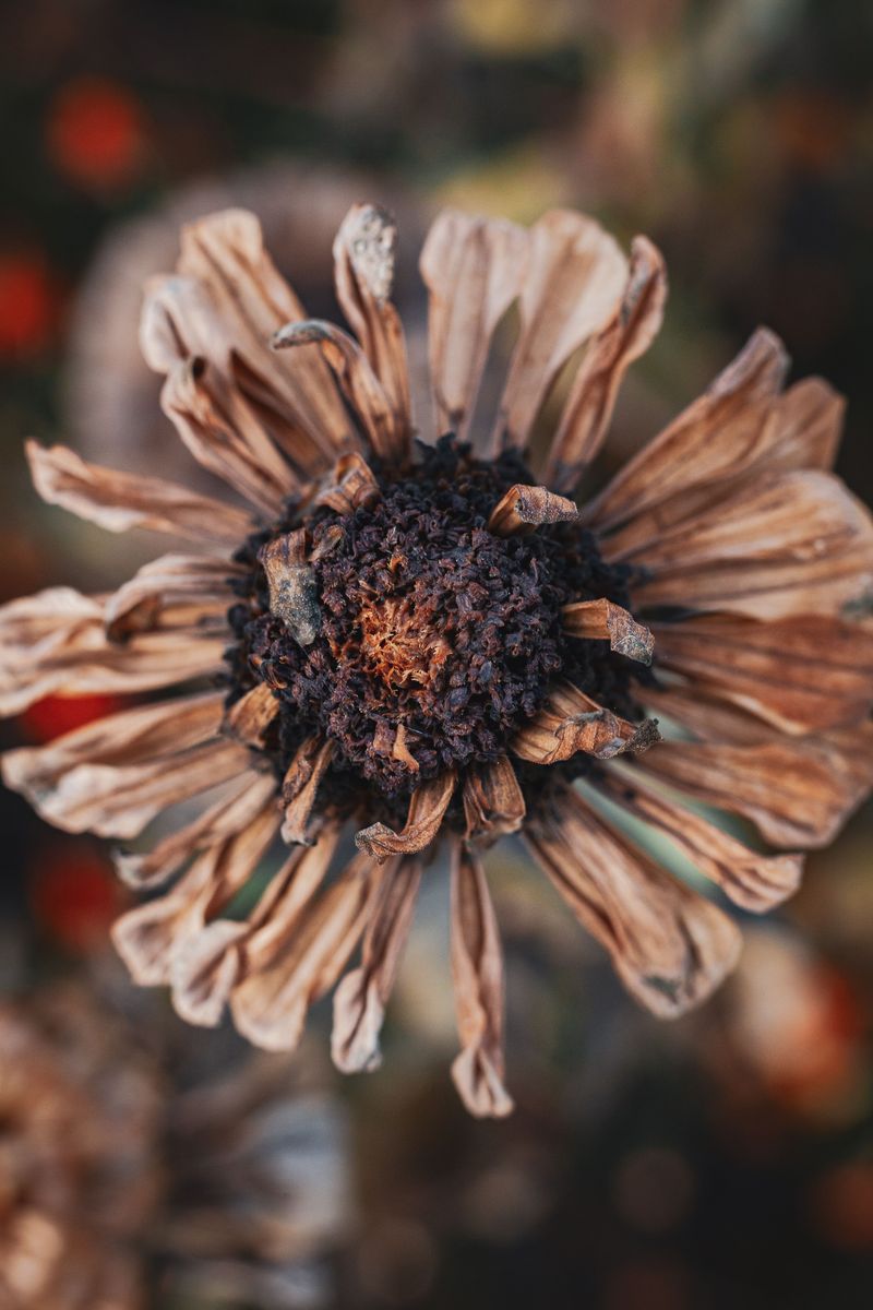 Those Crispy Brown Flower Heads Are Hiding Next Year's Garden