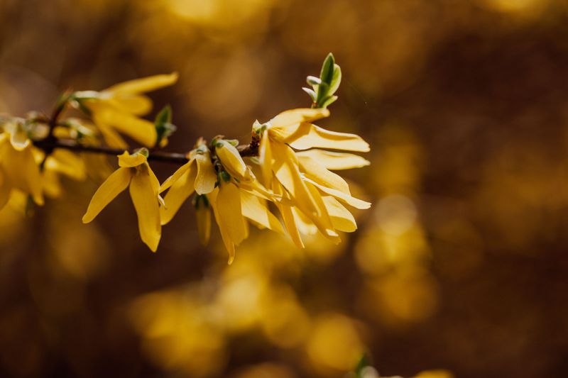 Those Fall Forsythia And Lilac Flowers Have A Backstory