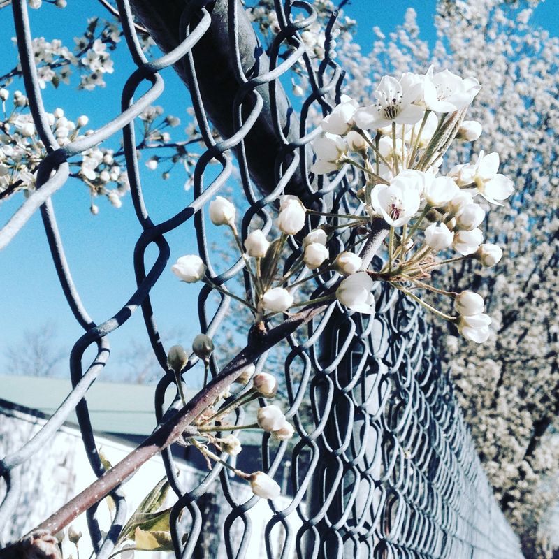 Those Fence Line Saplings May Be Callery Pear Those Fence Line Saplings May Be Callery Pear