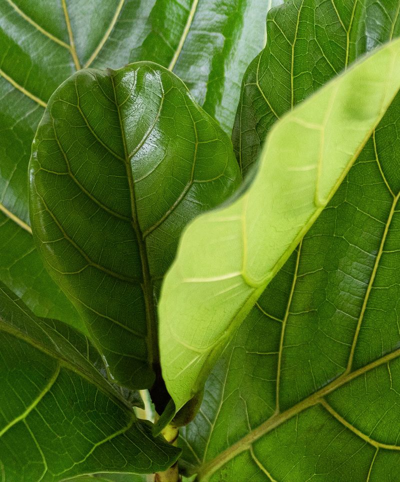 Those Giant Violin Leaves Are Hard To Ignore Those Giant Violin Leaves Are Hard To Ignore
