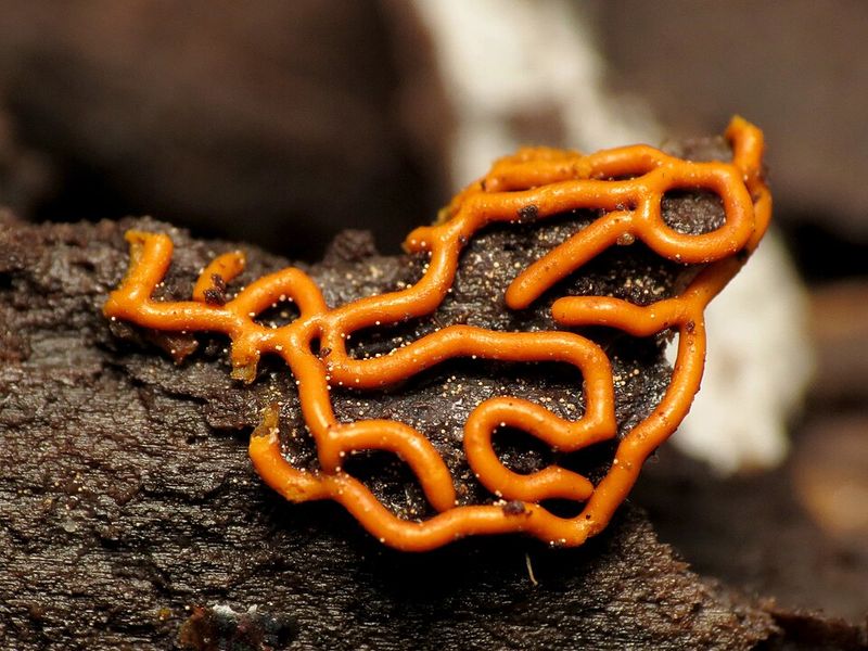 Those Golden Pretzel Loops On The Log Are Not A Mushroom Those Golden Pretzel Loops On The Log Are Not A Mushroom