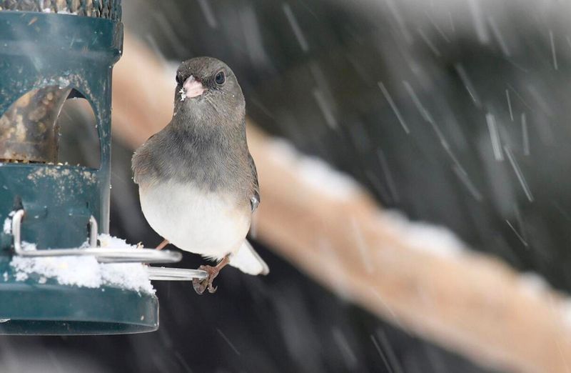 Those Gray Snowbirds Under Your Feeder Are Carrying a Seasonal Message Those Gray Snowbirds Under Your Feeder Are Carrying a Seasonal Message