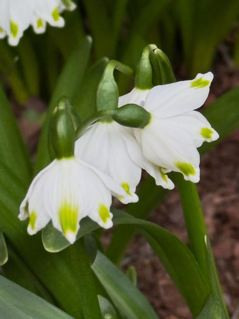 Those Green-Tipped White Bells Are Tougher Than They Look Those Green-Tipped White Bells Are Tougher Than They Look