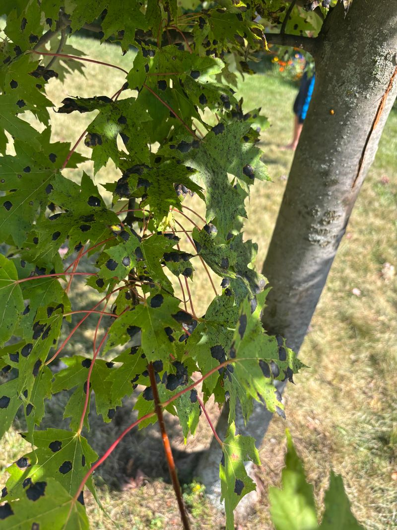 Those Inky Blotches Come From A Common Leaf Fungus