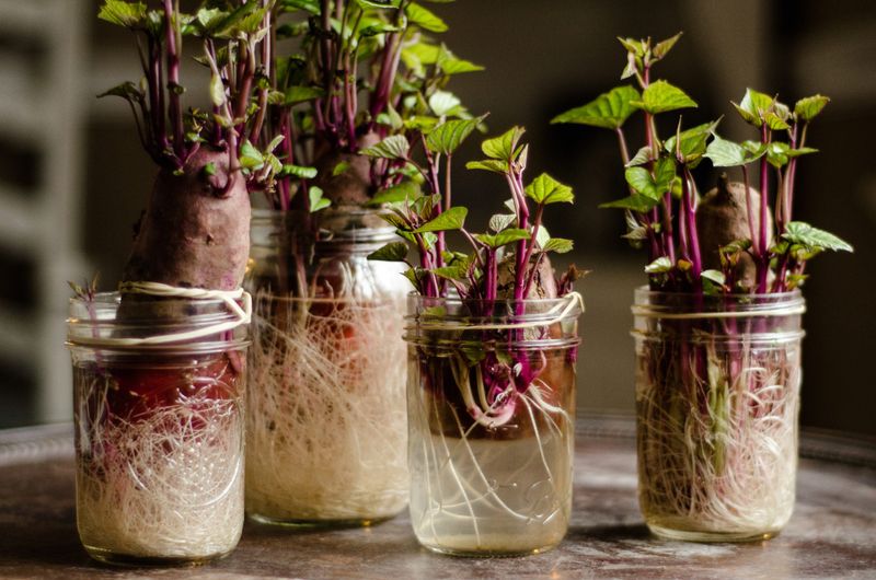 Those Kitchen Sprouts Can Become Spring Starter Plants Those Kitchen Sprouts Can Become Spring Starter Plants