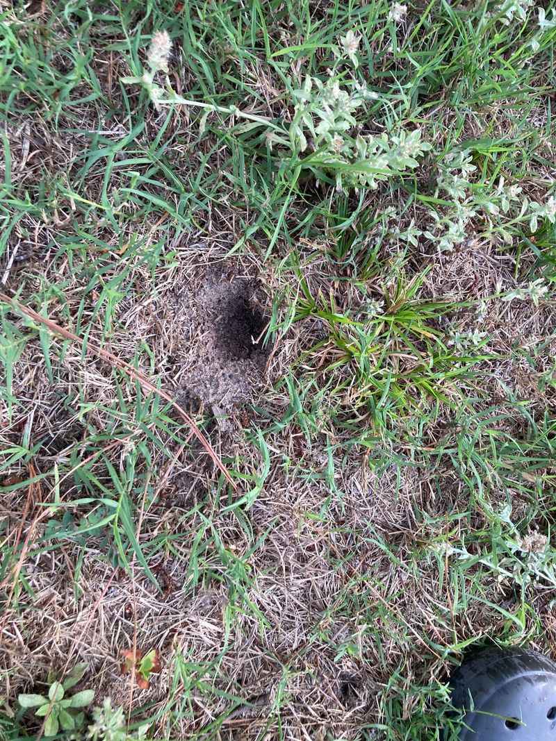 Those Little Cone Holes Tell The Whole Story