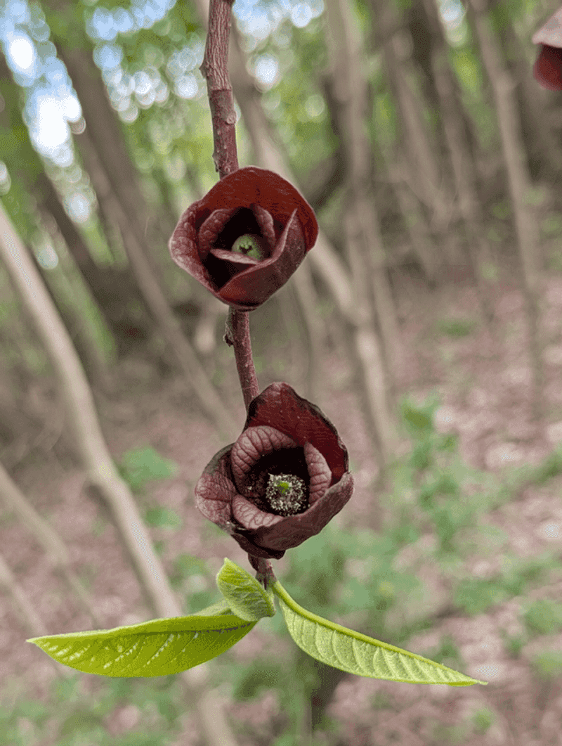 Those Maroon Pawpaw Flowers Smell Funky for a Smart Reason Those Maroon Pawpaw Flowers Smell Funky for a Smart Reason