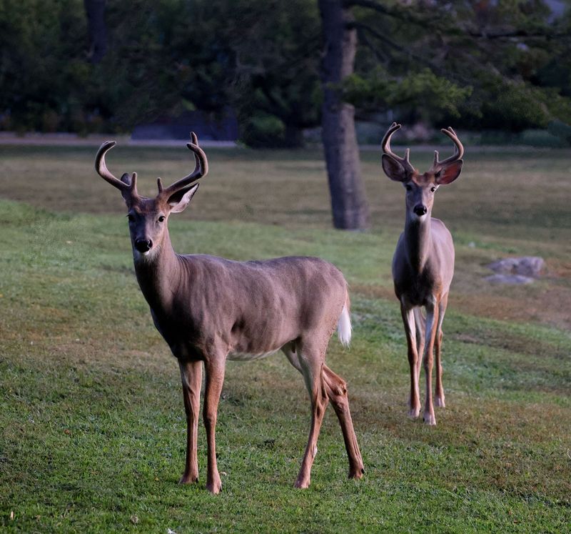 Those Midday Bucks In Your Yard Are Following An Ancient Calendar