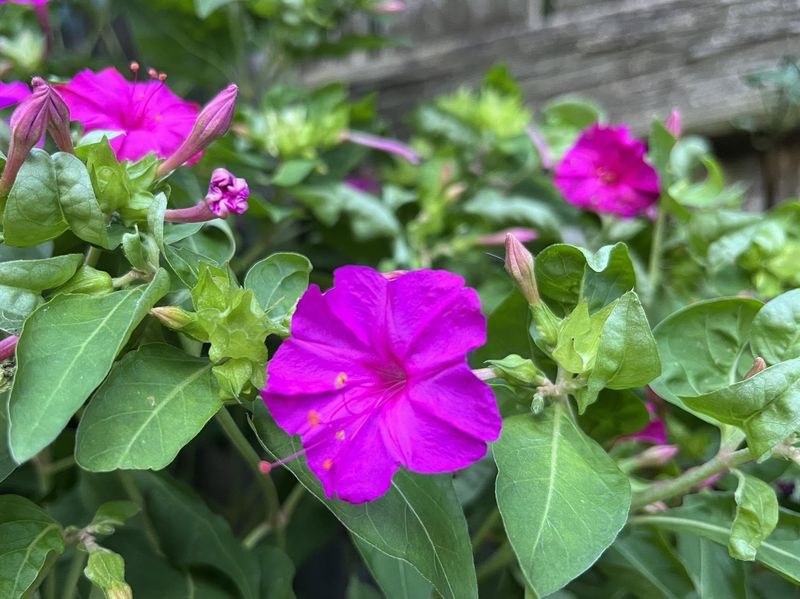 Those Old Fashioned Flowers Are Hiding Something Below The Soil
