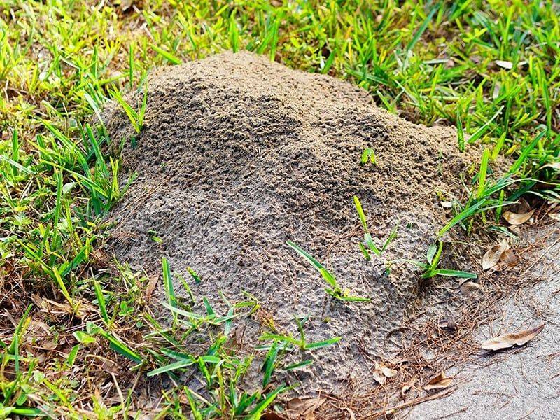 Those Overnight Dirt Mounds In Your Wet Lawn Have Been Brewing For A While Those Overnight Dirt Mounds In Your Wet Lawn Have Been Brewing For A While