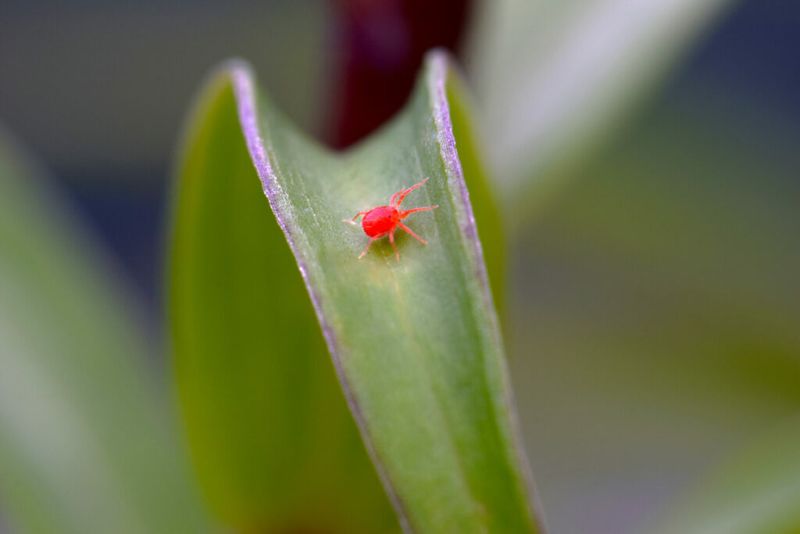 Those Red Dots on Your Sunny Siding Are Not Insects at All
