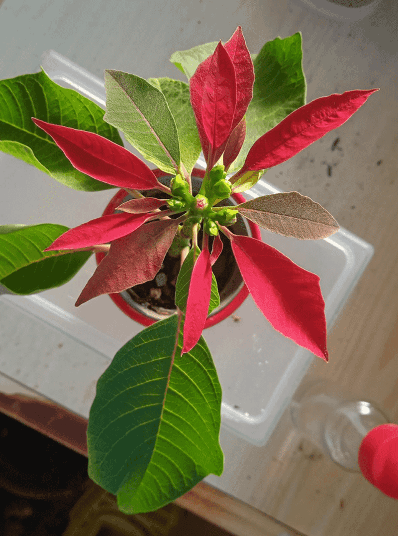 Those Red Parts Are Actually Colored Leaves, Not Petals