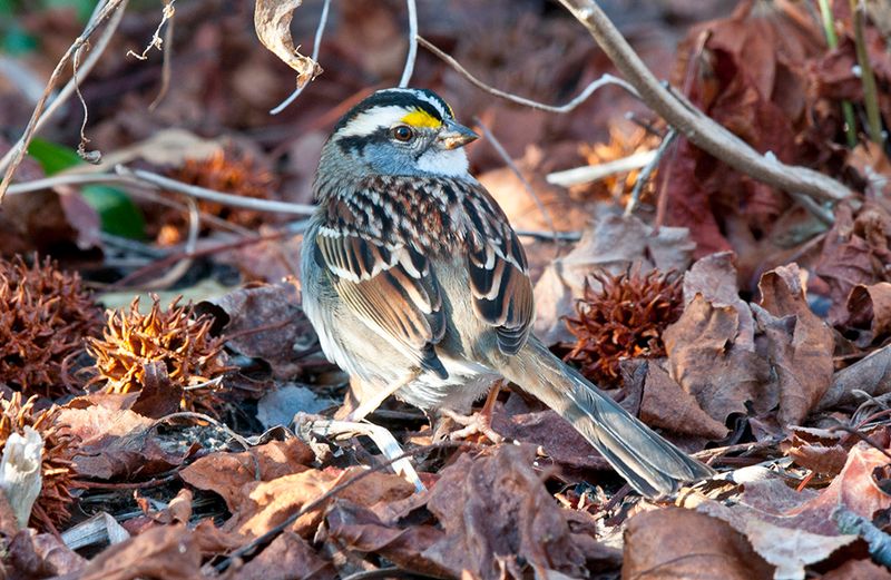 Those Scattered Leaves May Be The Work Of Hungry Winter Visitors