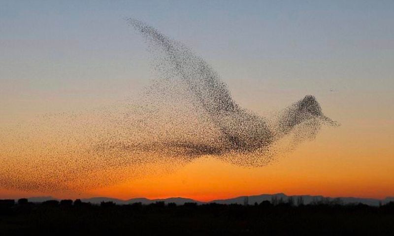 Those Shape-Shifting Flocks Have Their Own Special Term Those Shape-Shifting Flocks Have Their Own Special Term