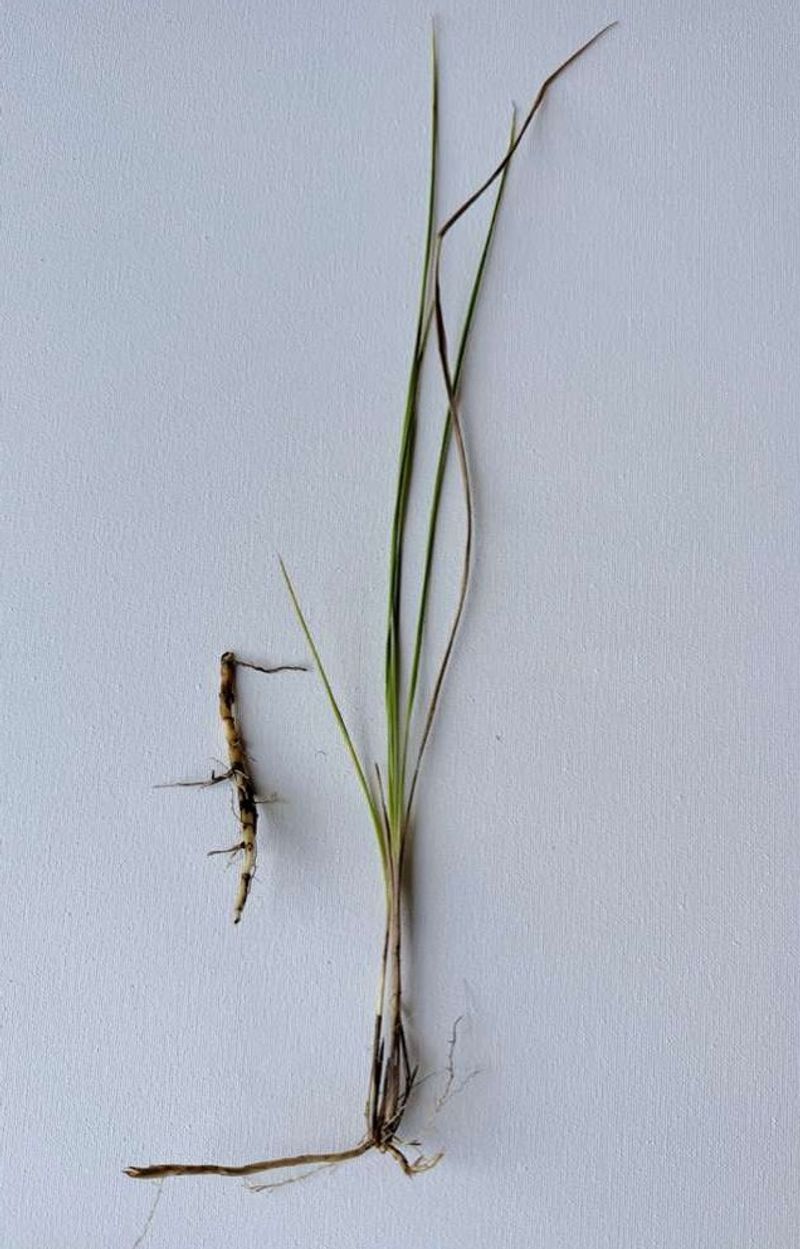 Those Sharp Cogongrass Rhizomes Hide The Real Trouble Underground