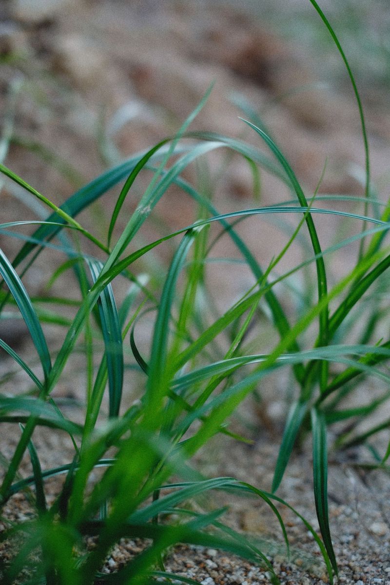 Those Slowing Grass Blades Are Reacting To Cooler Soil