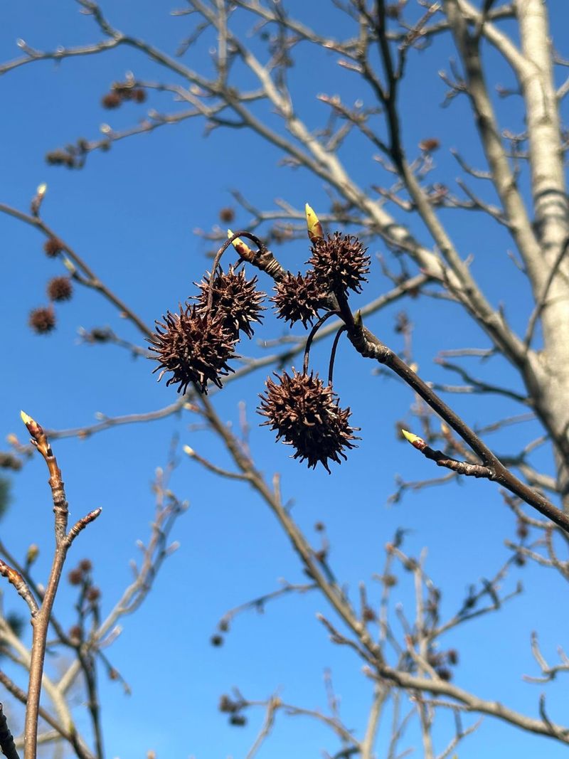 Those Spiky Balls Are Fruit From The Sweetgum Overhead Those Spiky Balls Are Fruit From The Sweetgum Overhead